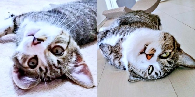 子猫→現在、まめたろくんの成長ビフォーアフター（画像提供：まめたろさん）
