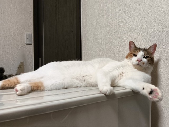 モニターを転倒させた犯猫、セルジオ悦子ちゃん（画像提供：セルゥゥゥゥァァァァァさん）