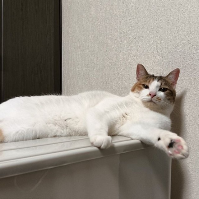 モニターを転倒させた犯猫、セルジオ悦子ちゃん（画像提供：セルゥゥゥゥァァァァァさん）