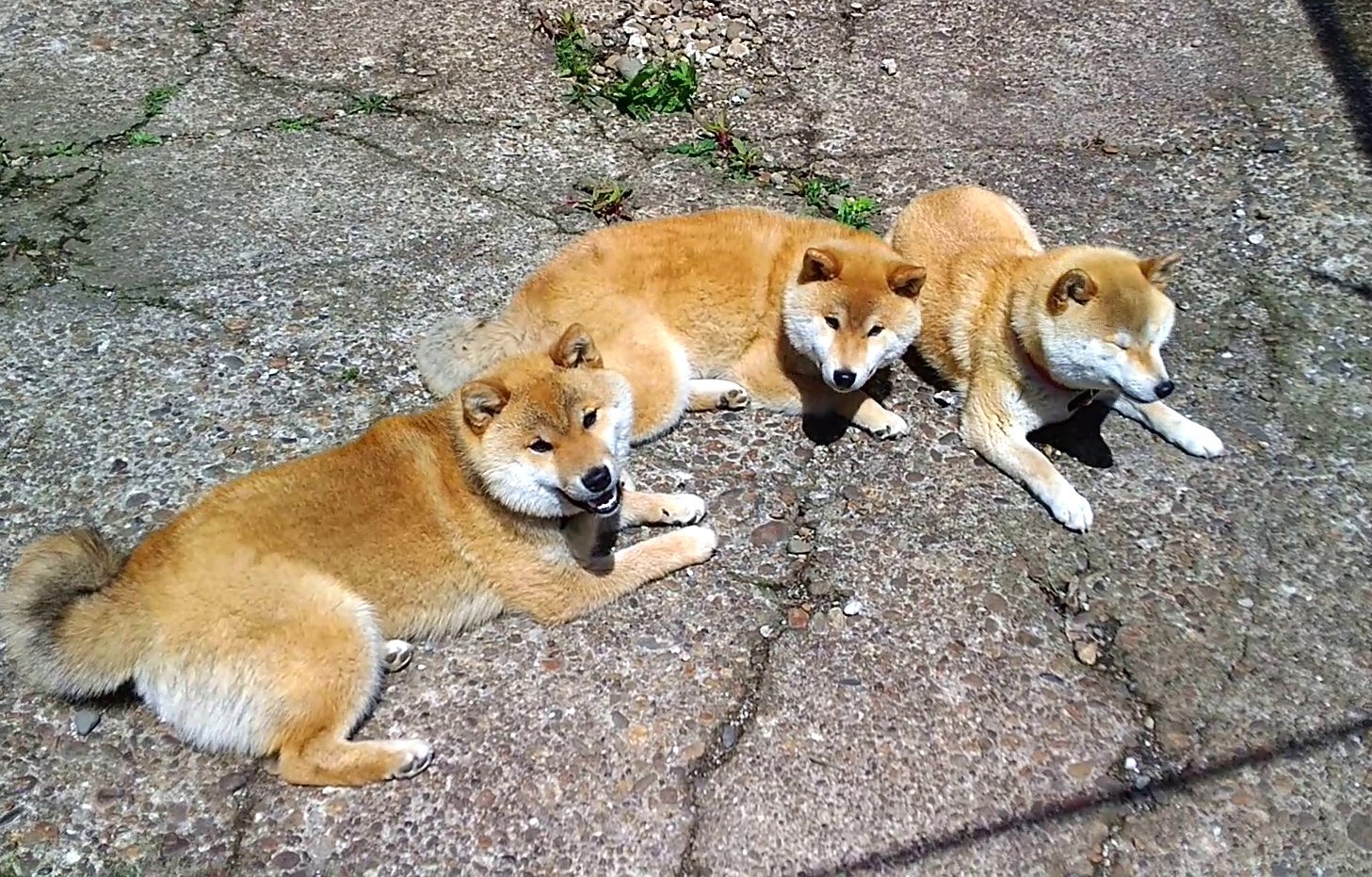 ぎゅうぎゅうしば」おしくらまんじゅう状態で散歩する柴犬親子