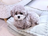 クッションの上に座って飼い主さんを見つめるエマちゃん（画像提供：エマです！さん）