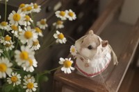 お花とはむちゃん（提供：ましゅまるさん）