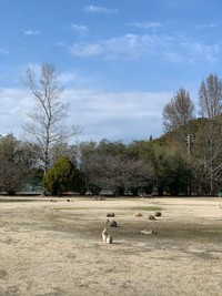 大久野島の様子（記者撮影）