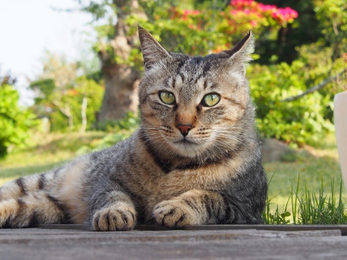 フレンドリーなクマチ