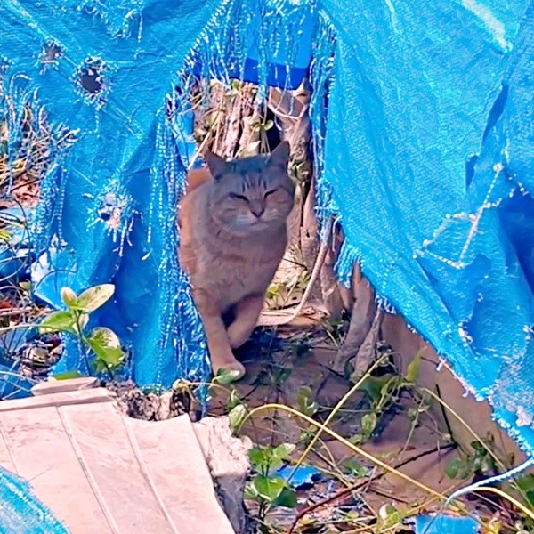 廃墟に身を潜めていたチャトランくん（画像提供：えみちゃんさん）