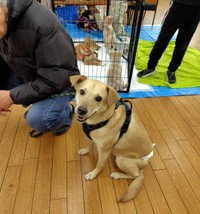 譲渡会の会場を訪れてお世話になった保護主さんにご挨拶