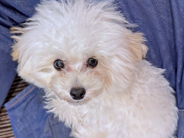 飼い主さんの膝上でくつろぐ子犬（画像提供：ふわとろ天使くん）