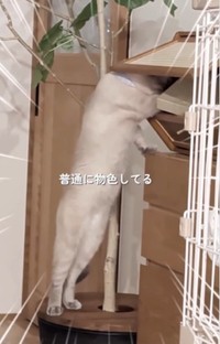 物色しているムキムキ猫さん…いったい何をしてる！？（飼い主さん提供、Instagramよりキャプチャ撮影）