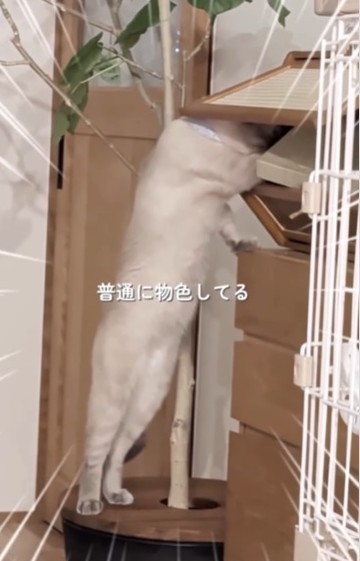 物色しているムキムキ猫さん…いったい何をしてる！？（飼い主さん提供、Instagramよりキャプチャ撮影）