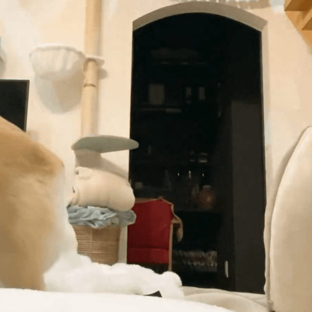 我慢できない！ママに突撃するあんずちゃん