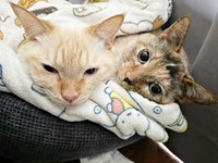 仲良く添い寝する（左から）バムちゃん、妹猫のブーブちゃん（画像提供：にゃんぺろ小僧さん）
