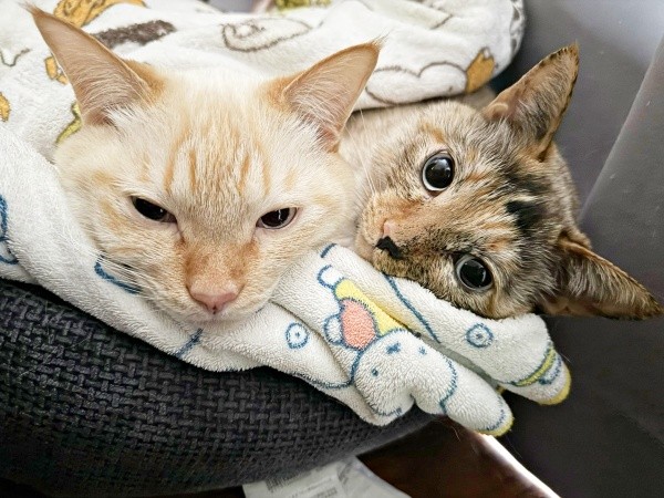 仲良く添い寝する（左から）バムちゃん、妹猫のブーブちゃん（画像提供：にゃんぺろ小僧さん）