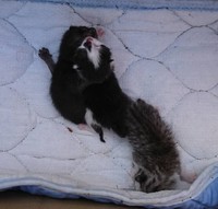 救助当時はまだ目も開いていませんでした