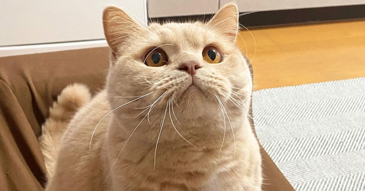 飛びつくべきかいにゃか ひもを凝視するブリティッシュショートヘア きんた 犬 猫との幸せな暮らしのためのペット情報サイト Sippo