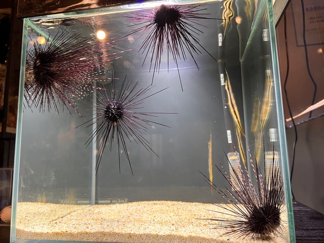 ガンガゼとヘコアユ(提供:四国水族館)