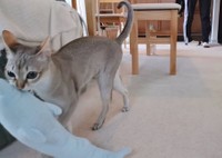 この後ボコボコにされるイルカさん…（提供：る さん）