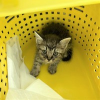 キャリーケースに入ってくれたペッコくん。不安げです