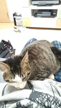 初めて膝に乗ってくれた時