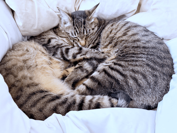 抱き合って眠る（左から）ノノちゃん、トロくん（画像提供：siestaさん）