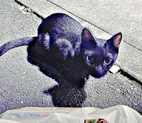 保護前、飼い主さんを見上げるしずくちゃん（画像提供：さばりんご。さん）