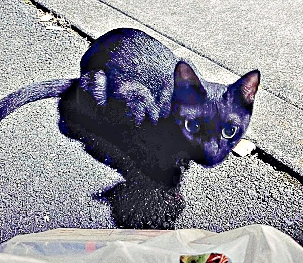 保護前、飼い主さんを見上げるしずくちゃん（画像提供：さばりんご。さん）