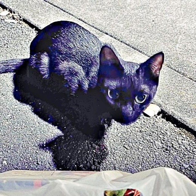 保護前、飼い主さんを見上げるしずくちゃん（画像提供：さばりんご。さん）