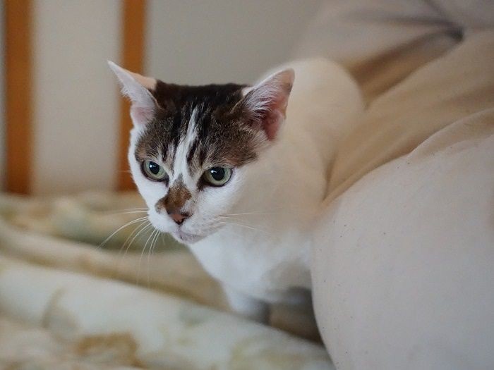 ワカメは２階のベッドで寝るのが好き　