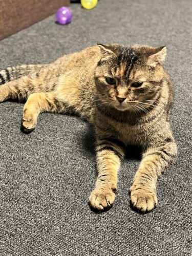 保護された猫たちは、穏やかな性格の子ばかりだった（しんごさん提供）