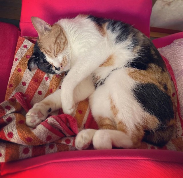 いい寝心地にゃ〜、しじみちゃん