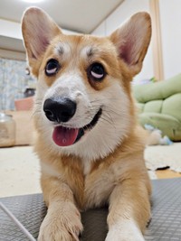 「わかりま千円」！？ 1.7万人を爆笑させたタビーくん（画像提供：キリ眉のタビーさん）