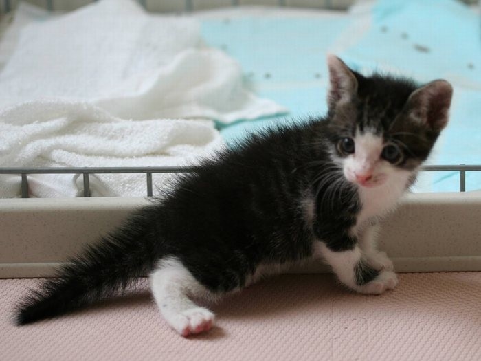 初めてゲジゲジになったテンテン