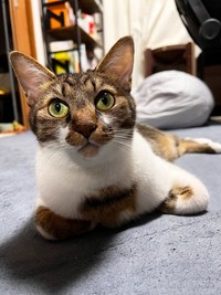 飼い主さんを見上げるまーちゃん（画像提供：保護猫ま～ちゃんさん）