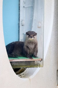 カワウソの「桜」 ※桂浜水族館提供