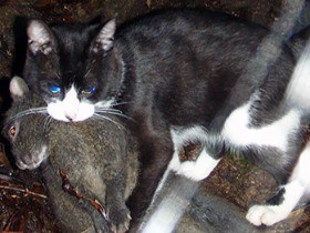 奄美大島の生態系を守るためノネコを捕獲して一時収容へ