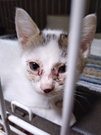 生後推定2カ月。保護時、猫風邪をひいていたキナコちゃん（画像提供：ゆーちゃんさん）