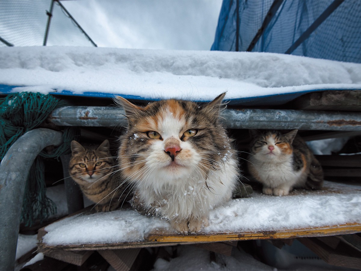 北国の雪の上で生きる猫 たくましさとプライドと | 「犬や猫ともっと