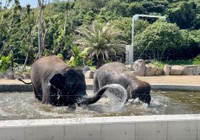 お見事！鼻噴水！