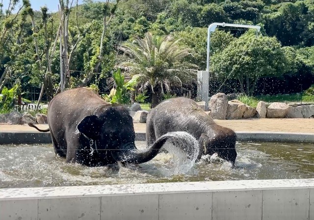 お見事！鼻噴水！