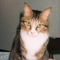 おすましウッキーちゃん。このころにはもう茶々丸くんと離れ離れに…