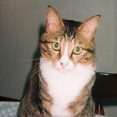 おすましウッキーちゃん。このころにはもう茶々丸くんと離れ離れに…