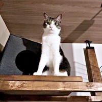 高所でニャルソック！？ 凛々しい睦月さん（画像提供：かわいい睦月さんとくるみさん）