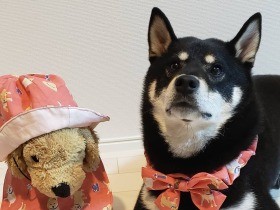 もうすぐ“おにいちゃん”になる柴犬「まめ」　赤ちゃんとの２ショット撮影を練習中