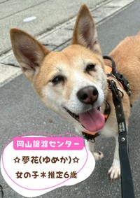 24日の譲渡会に参加予定「夢花」（推定6歳）／提供：ピースワンコ・ジャパン