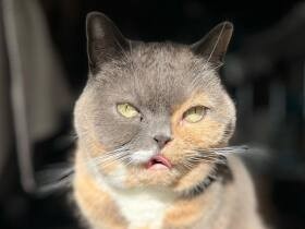 太陽が気持ちいいにゃー　ブリティッシュショートヘア「フムス」