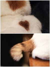 背中に小さなハートマークがある。尻尾はかぎ尻尾