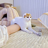 「スコティッシュ・ホールド」技を繰り出したミックくん（画像提供：今日と、セラ、ミックさん）