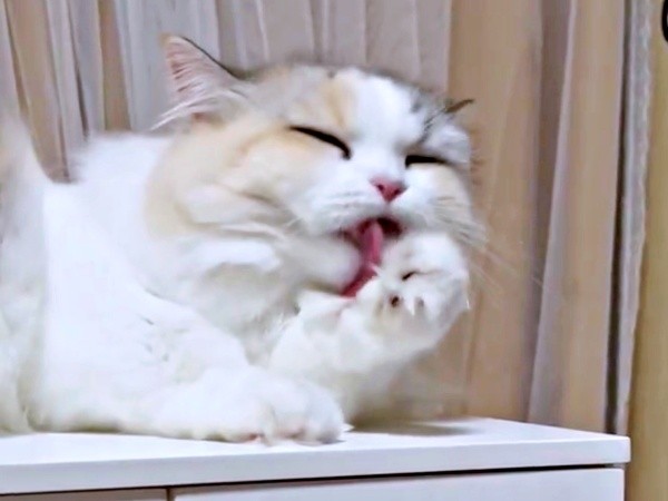 続けて、前足を舐めるめるちゃん（画像提供：めるちゃんだよさん）