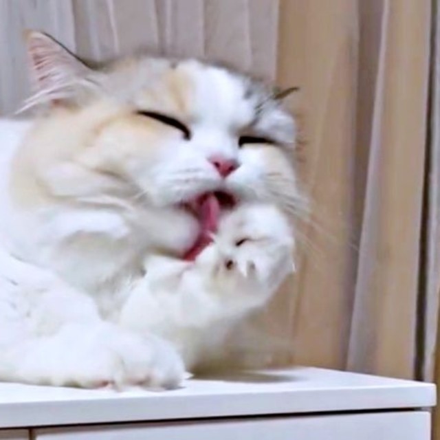 続けて、前足を舐めるめるちゃん（画像提供：めるちゃんだよさん）