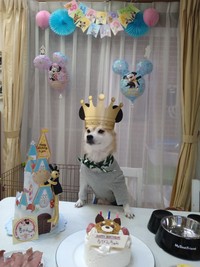 3歳のお誕生日！（るびんちゃん）