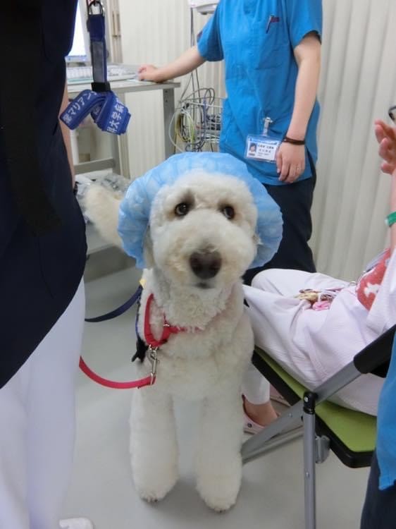 OPE帽子をかぶるモリス（提供写真）